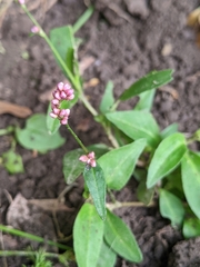 Persicaria longiseta