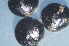 Chenopodium berlandieri bushianum