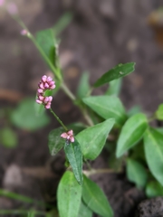 Persicaria longiseta