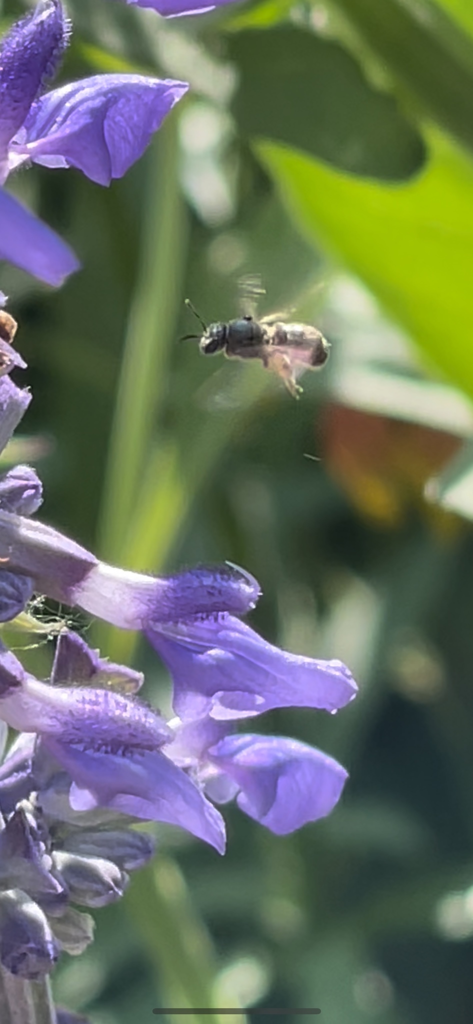 Pollinators of South Pelion