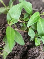 Persicaria longiseta