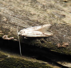 Blastodacna