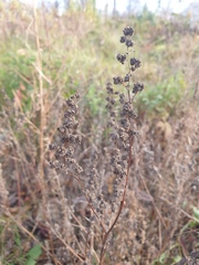 Chenopodium berlandieri bushianum