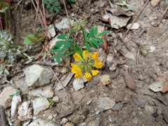 Hippocrepis scorpioides