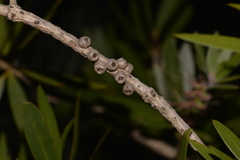 Melaleuca comboynensis