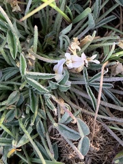 Trifolium gymnocarpon