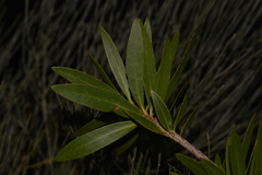 Melaleuca comboynensis