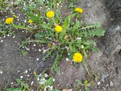Taraxacum officinale