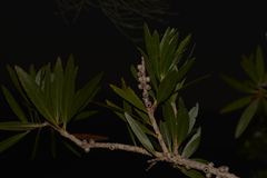 Melaleuca comboynensis