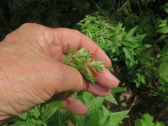 Lithospermum subsetosum