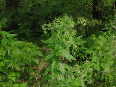 Lithospermum subsetosum
