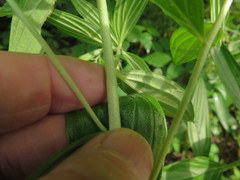 Lithospermum subsetosum