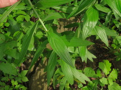 Lithospermum subsetosum