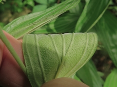 Lithospermum subsetosum