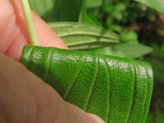 Lithospermum subsetosum
