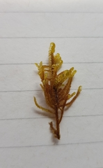 Palustriella commutata