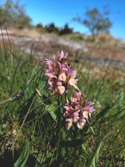Dactylorhiza sambucina