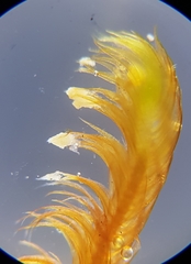 Palustriella commutata