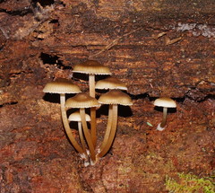 Mycena tuvara