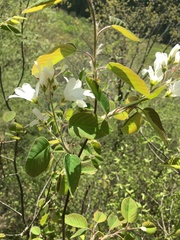Amelanchier amabilis