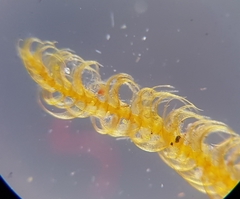 Palustriella commutata