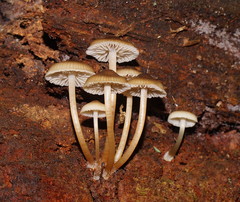 Mycena tuvara