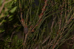 Allocasuarina rigida rigida