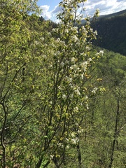 Amelanchier amabilis