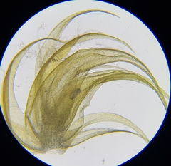 Palustriella commutata