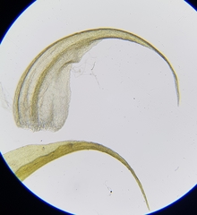 Palustriella commutata