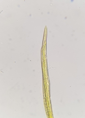 Palustriella commutata