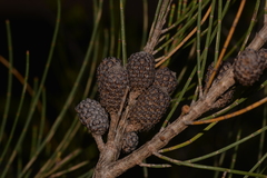 Allocasuarina rigida rigida