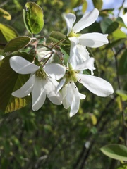Amelanchier amabilis