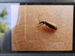 Rhagonycha nigriventris