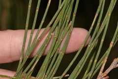 Allocasuarina rigida rigida
