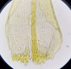 Palustriella commutata