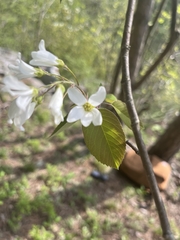 Amelanchier amabilis