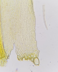 Palustriella commutata