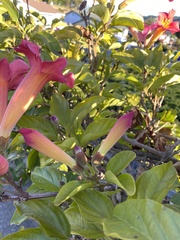 Amphilophium buccinatorium