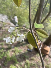 Amelanchier amabilis