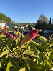 Amphilophium buccinatorium