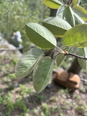Amelanchier amabilis
