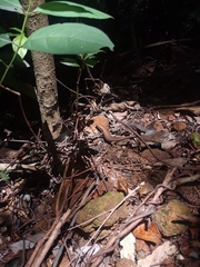 Eutropis macularia