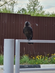 Corvus monedula