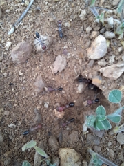 Cataglyphis nodus