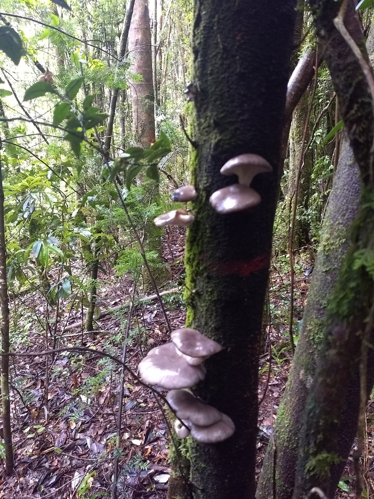 Pleurotus ostreatus · October 2018 · photo: © victorvecheverria (iNaturalist, cc-by)