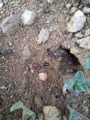 Cataglyphis nodus