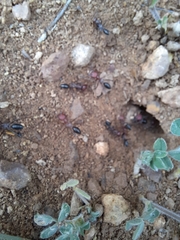 Cataglyphis nodus
