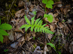 Phegopteris connectilis