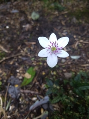 Knowltonia hepaticifolia